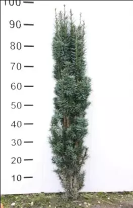 Schmale Säuleneibe - Taxus baccata 'Fastigiata Robusta'