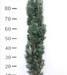 Schmale Säuleneibe - Taxus baccata 'Fastigiata Robusta'