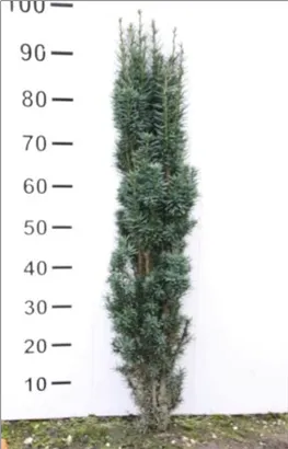 Schmale Säuleneibe - Taxus baccata 'Fastigiata Robusta'