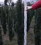 Schmale Säuleneibe - Taxus baccata 'Fastigiata Robusta'