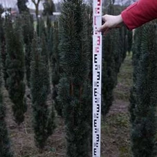 Taxus baccata 'Fastigiata Robusta', mB 120- 140