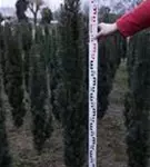 Schmale Säuleneibe - Taxus baccata 'Fastigiata Robusta'