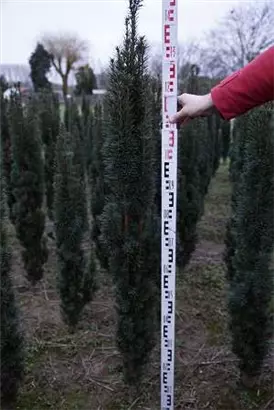 Schmale Säuleneibe - Taxus baccata 'Fastigiata Robusta'