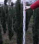 Schmale Säuleneibe - Taxus baccata 'Fastigiata Robusta'