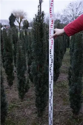 Schmale Säuleneibe - Taxus baccata 'Fastigiata Robusta'
