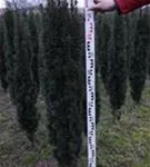 Schmale Säuleneibe - Taxus baccata 'Fastigiata Robusta'