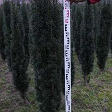 Taxus baccata 'Fastigiata Robusta', mB 100- 120