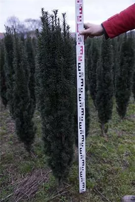 Schmale Säuleneibe - Taxus baccata 'Fastigiata Robusta'