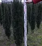 Schmale Säuleneibe - Taxus baccata 'Fastigiata Robusta'