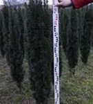 Schmale Säuleneibe - Taxus baccata 'Fastigiata Robusta'