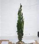 Schmale Säuleneibe - Taxus baccata 'Fastigiata Robusta'
