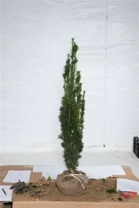 Schmale Säuleneibe - Taxus baccata 'Fastigiata Robusta'