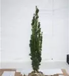 Schmale Säuleneibe - Taxus baccata 'Fastigiata Robusta'