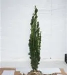 Schmale Säuleneibe - Taxus baccata 'Fastigiata Robusta'