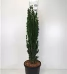 Schmale Säuleneibe - Taxus baccata 'Fastigiata Robusta'