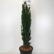 Taxus baccata 'Fastigiata Robusta', C 20 100- 120