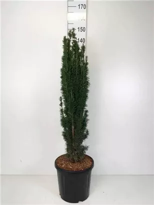 Schmale Säuleneibe - Taxus baccata 'Fastigiata Robusta'