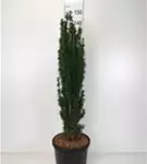 Schmale Säuleneibe - Taxus baccata 'Fastigiata Robusta'