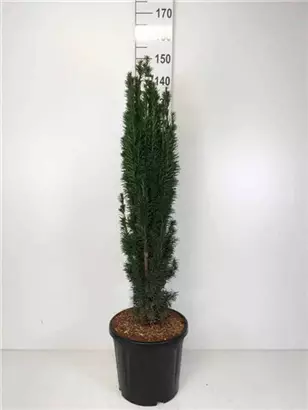 Schmale Säuleneibe - Taxus baccata 'Fastigiata Robusta'