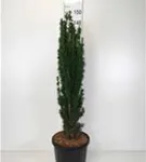 Schmale Säuleneibe - Taxus baccata 'Fastigiata Robusta'