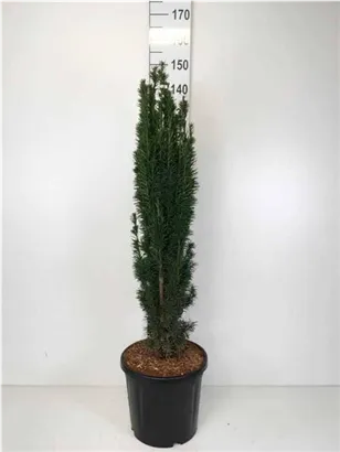 Schmale Säuleneibe - Taxus baccata 'Fastigiata Robusta'