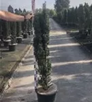 Schmale Säuleneibe - Taxus baccata 'Fastigiata Robusta'