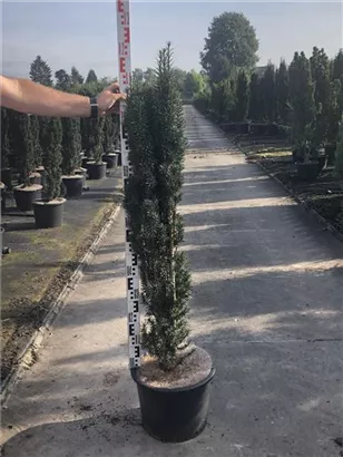 Schmale Säuleneibe - Taxus baccata 'Fastigiata Robusta'