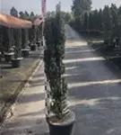 Schmale Säuleneibe - Taxus baccata 'Fastigiata Robusta'
