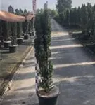 Schmale Säuleneibe - Taxus baccata 'Fastigiata Robusta'