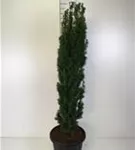 Schmale Säuleneibe - Taxus baccata 'Fastigiata Robusta'