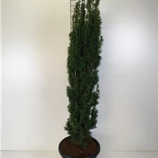 Taxus baccata 'Fastigiata Robusta', C 25 120- 140