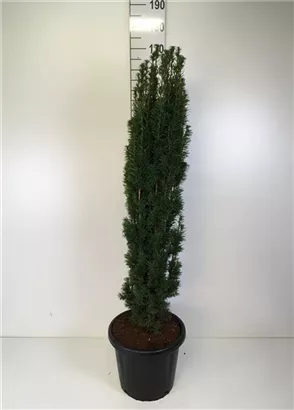 Schmale Säuleneibe - Taxus baccata 'Fastigiata Robusta'