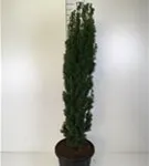 Schmale Säuleneibe - Taxus baccata 'Fastigiata Robusta'