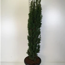 Taxus baccata 'Fastigiata Robusta', C 25 120- 140