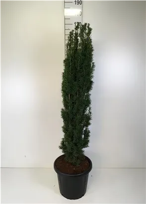 Schmale Säuleneibe - Taxus baccata 'Fastigiata Robusta'