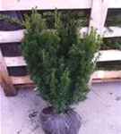 Eibe 'Hillii' - Taxus media 'Hillii' - Heckenpflanzen