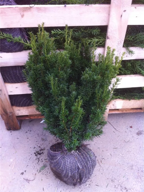 Eibe 'Hillii' - Taxus media 'Hillii' - Heckenpflanzen