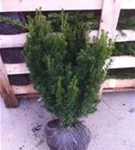 Eibe 'Hillii' - Taxus media 'Hillii' - Heckenpflanzen