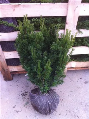 Eibe 'Hillii' - Taxus media 'Hillii' - Heckenpflanzen