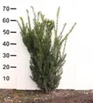 Eibe 'Hillii' - Taxus media 'Hillii' - Heckenpflanzen