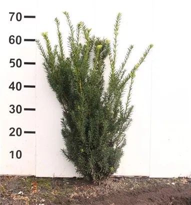 Eibe 'Hillii' - Taxus media 'Hillii' - Heckenpflanzen