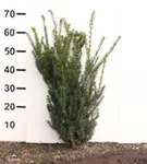 Eibe 'Hillii' - Taxus media 'Hillii' - Heckenpflanzen