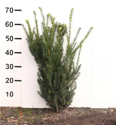 Eibe 'Hillii' - Taxus media 'Hillii' - Heckenpflanzen