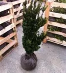 Eibe 'Hillii' - Taxus media 'Hillii' - Heckenpflanzen