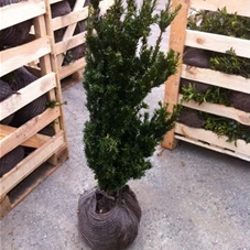 Taxus media 'Hillii' - Heckenpflanzen, mB 60- 70