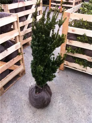 Eibe 'Hillii' - Taxus media 'Hillii' - Heckenpflanzen