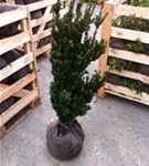 Eibe 'Hillii' - Taxus media 'Hillii' - Heckenpflanzen