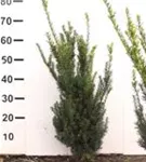 Eibe 'Hillii' - Taxus media 'Hillii' - Heckenpflanzen