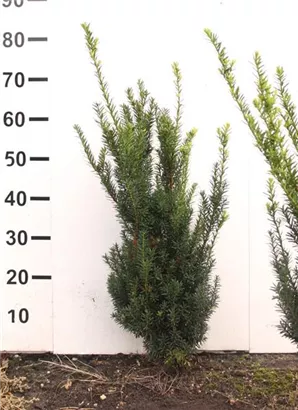 Eibe 'Hillii' - Taxus media 'Hillii' - Heckenpflanzen