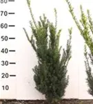Eibe 'Hillii' - Taxus media 'Hillii' - Heckenpflanzen